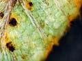 Rust fungus 