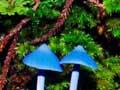 Blue mushroom 