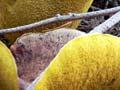 Pine bolete