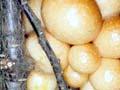 Beech strawberry fungus