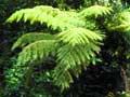 Forest scene