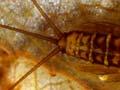 Mayfly