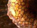 Spiral caddis 