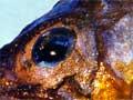 Grayling