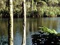Swamp forest 