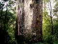 Tāne Mahuta