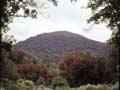 Southern rātā forest