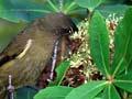 Bellbird feeding