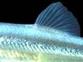 Stokell's smelt