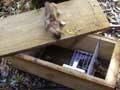 Stoat kill-trap