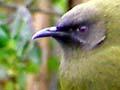 Bird feeder