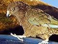 Kea on a car