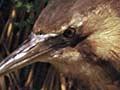 Australasian bittern