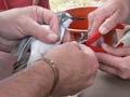 Banding a wrybill