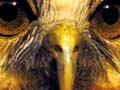 Closeup of a ruru's (morepork) eyes and beak
