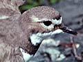 Turiwhatu (dotterel)