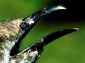 The beak of a pīpīwharauroa (shining cuckoo) in song