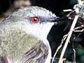The face and upper body of a riroriro (grey warbler)