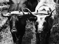 12–bullock team 