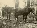 Horse team