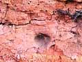 Coloured soils