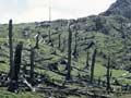 Pasture from deforested land