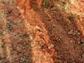 New Zealand's oldest soils