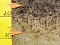 A Recent soil