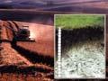 Melanic soil