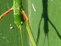 Common tea-tree stick insect