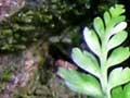 Fern