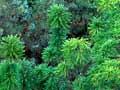 Wollemi pine