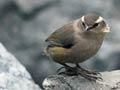 Rock wren 