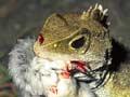Tuatara eating a chick