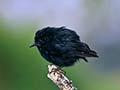 Snares Island tomtit