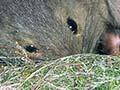 Rat in fantail nest
