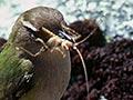 Rock wren with wētā