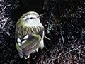 Female North Island rifleman