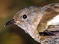 Female stitchbird