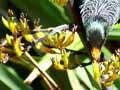 Audio: Tūī drinking nectar