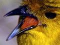 Audio: Yellowhead