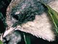 Audio: Brown creeper pair