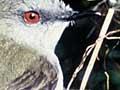 Audio: Grey warbler