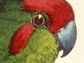 Audio: Red-crowned parakeet