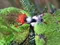 Reischek's parakeet feeding chicks 