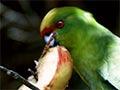 Yellow-crowned parakeet 