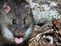Kiore (Pacific rat)