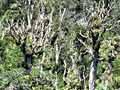Possum damage