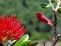 Kermadec pōhutukawa 