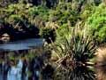 Kahikatea